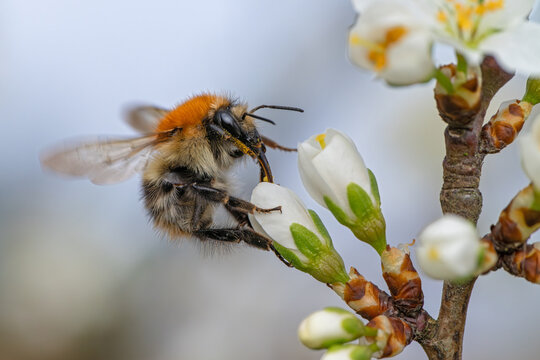 Ackerhummel beim Abflug von einer Pflaumenbl&uuml;te mit sichtbarem R&uuml;ssel