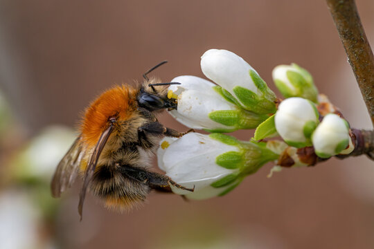 Ackerhummel mit tief eingetauchtem R&uuml;ssel in Pflaumenbl&uuml;te
