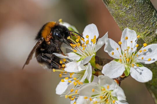 Dunkle Erdhummel mit sichtbaren Milben auf ge&ouml;ffneter Pflaumenbl&uuml;te