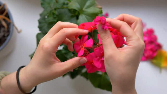 Hands Deadheading and Tending Vibrant Pink Geranium Flower Cluster on Windowsill &mdash; Pelargonium Houseplant Care, Indoor Gardening, Plant Parenthood and Slow Living Concept, 16 Seconds