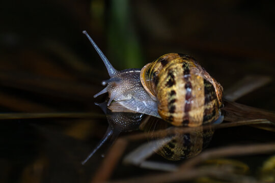 Gefleckte Weinbergschnecke auf trockenem Pflanzenst&auml;ngel im Teich