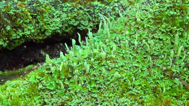 The lichen Cladonia fimbriata (fringed cup lichen) forms characteristic vertical outgrowths known as podetia on decaying wood