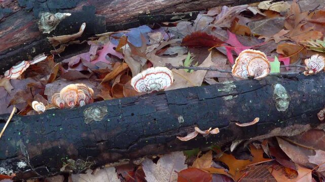 Wood-decaying bracket fungus Fomitopsis pinicola (red-belted conk) growing on fallen