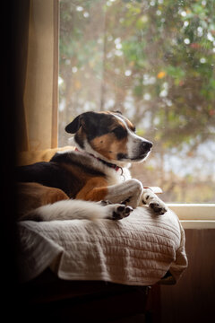 A dog sleeping on a couch