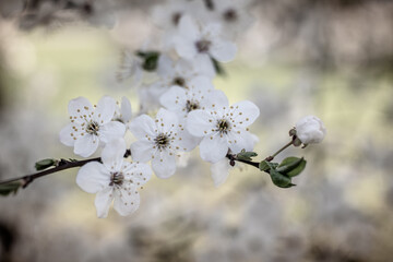 Białe kwiaty wiśni na gałązce w wiosennym świetle z miękkim, pastelowym rozmyciem tła. © Henryk Niestrój