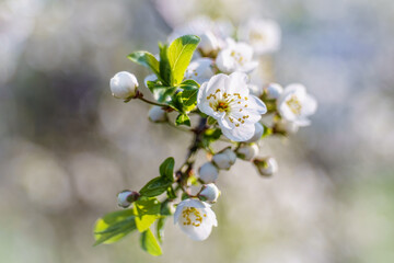 Białe kwiaty wiśni na gałązce w wiosennym świetle z miękkim, pastelowym rozmyciem tła. © Henryk Niestrój