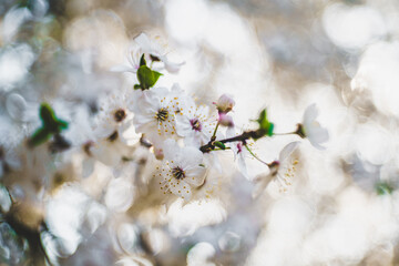 Białe kwiaty wiśni na gałązce w wiosennym świetle z miękkim, pastelowym rozmyciem tła. © Henryk Niestrój