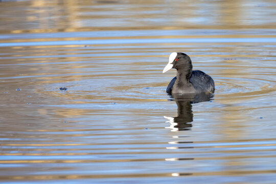 Birds at Oset, &Ouml;rebro.