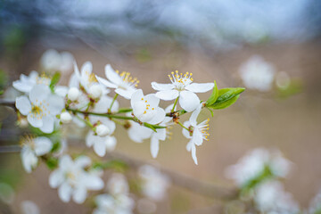 Białe kwiaty wiśni na gałązce w wiosennym świetle z miękkim, pastelowym rozmyciem tła. © Henryk Niestrój