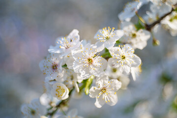 Białe kwiaty wiśni na gałązce w wiosennym świetle z miękkim, pastelowym rozmyciem tła. © Henryk Niestrój