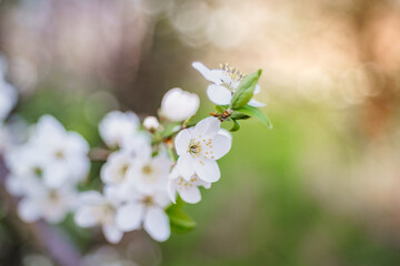 Białe kwiaty wiśni na gałązce w wiosennym świetle z miękkim, pastelowym rozmyciem tła. © Henryk Niestrój
