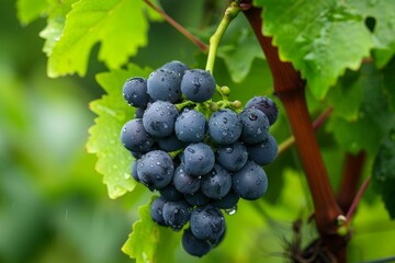 Naklejka premium Ripe red grapes covered in raindrops hanging from a vine in a vineyard, ready for harvest