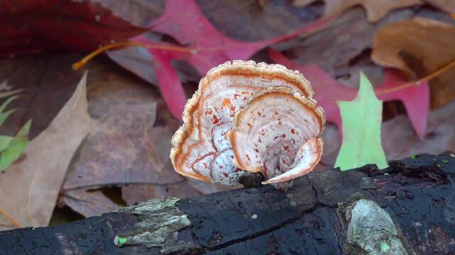 Wood-decaying bracket fungus Fomitopsis pinicola (red-belted conk) growing on fallen