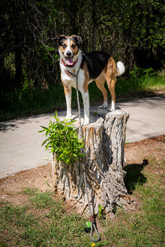 A tricolor dog outside standing on a tree stump