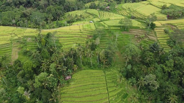 Cinematic aerial drone moving inward above rice fields and trees near Jatiluwih, Bali, Indonesia.