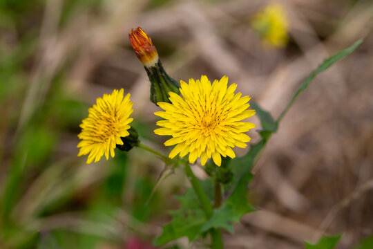 Macro of Yellow Sow Thistle Sonchus Oleraceus Flower with Soft Bokeh Background