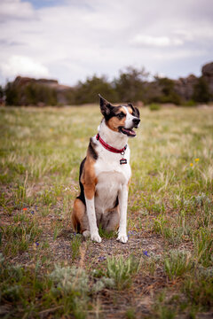A tricolor dog outside
