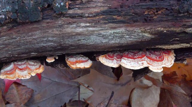 Wood-decaying bracket fungus Fomitopsis pinicola (red-belted conk) growing on fallen