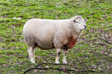Fototapeta premium Large ram with curved horns in green pasture