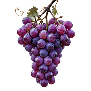 A close-up, studio shot of a large cluster of ripe, deep purple grapes hanging from a vine with a green leaf, showcasing their plumpness and delicate skin, isolated on a white background