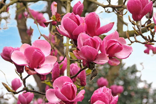 Pink tulip magnolia, &lsquo;Theodora&rsquo; in flower.