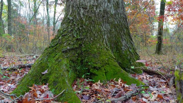 The basal part of an old tree overgrown with mosses, lichens, and fungi in a forest in the Princeton area