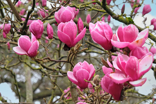 Pink tulip magnolia, in flower.