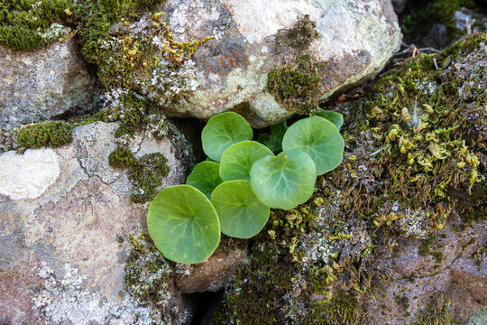 Green Leaves of Pennywort Umbilicus Horizontalis Growing on Ancient Stone Wall with Moss