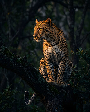 Leopard resting on a tree branch at dusk