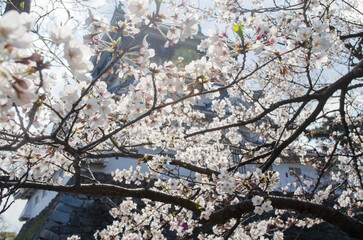 Sakura blossom © Josianne