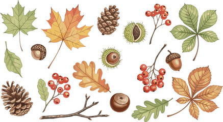 Autumn Leaves and Forest Elements Collection Featuring Maple, Oak, Chestnut, Acorn, Pinecone and Berries in Hand Drawn Seasonal Vector Illustration Set © Kulsum