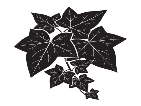 Elegant ivy leaf silhouette with flowing natural botanical shapes 