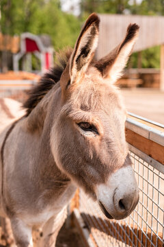 Donkey closeup