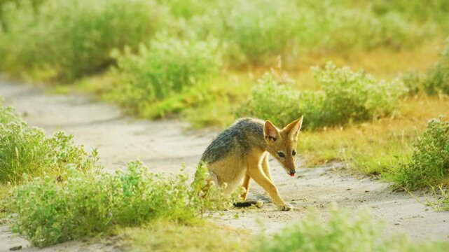 Footage of two black-backed african Jackals (Canis mesomelas), African Wildlife in Maasai Mara North Conservancy, Nature in Masai Mara National Reserve. 