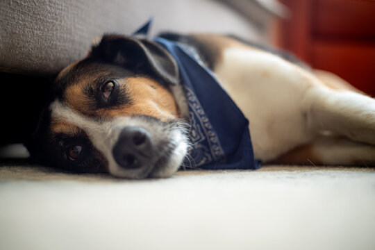 A dog in a bandana on a couch