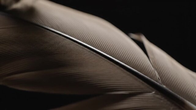 Extreme macro close up of a brown bird feather