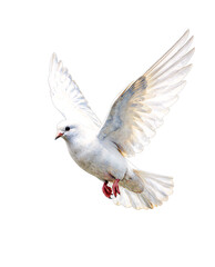 Fototapeta premium white dove in flight with spread wings on a white background.