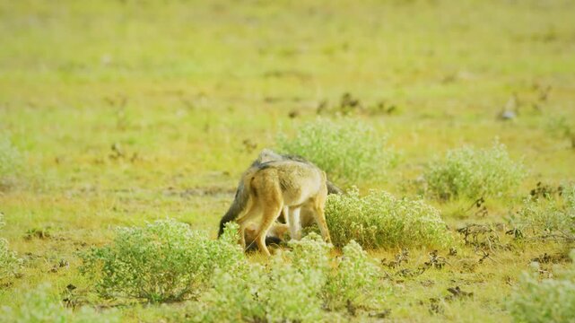 Three siblings African Black-backed jackal (Canis mesomelas), African Wildlife in Maasai Mara North Conservancy, Nature in Masai Mara National Reserve. 