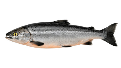 Obraz premium Salmon fish isolated on transparent background