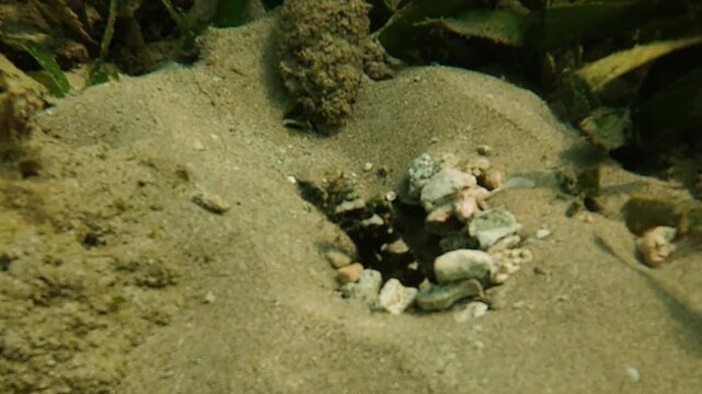 Slow motion of goby fish and pistol shrimp sharing a sandy burrow. Symbiotic marine behavior as shrimp digs while goby keeps watch. Natural underwater wildlife scene.