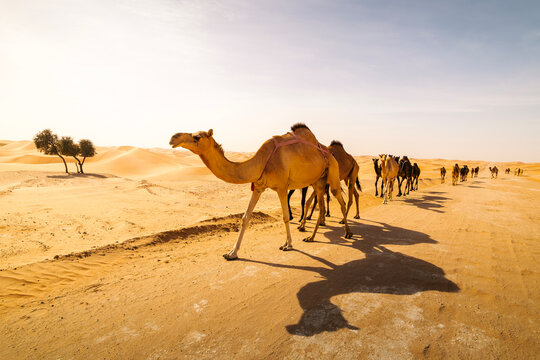 Herd of camels walking on rural road against sand dunes in Abu Dhabi desert, UAE. Traditional desert scene, wildlife, travel, Middle East landscape.
