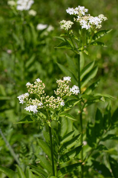 White Flowers of Dwarf Elder Sambucus Ebulus Blooming in Wild Nature