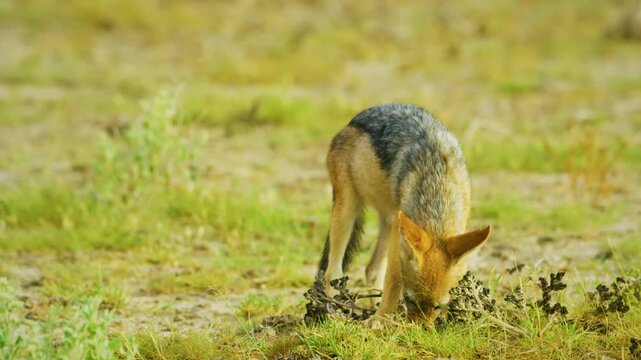 Close up of a black-backed jackal (Lupulella mesomelas), Jackals are medium-sized canids native to Africa and Eurasia. 