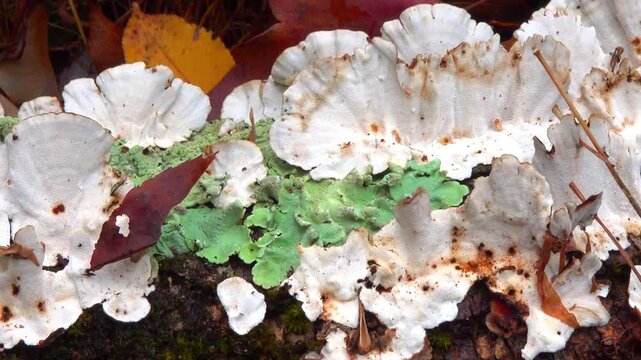 Underside of the saprotrophic wood-decaying fungus Trametes versicolor