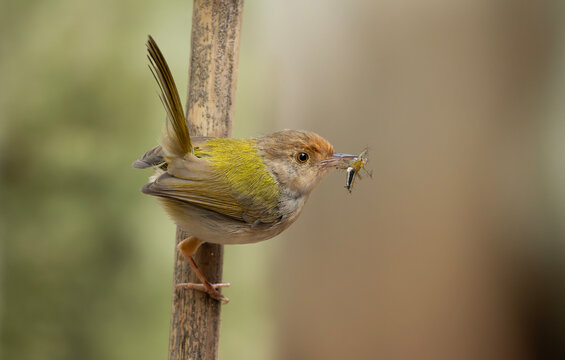 Common Tailorbird (Orthotomus sutorius) perched on a slender branch.