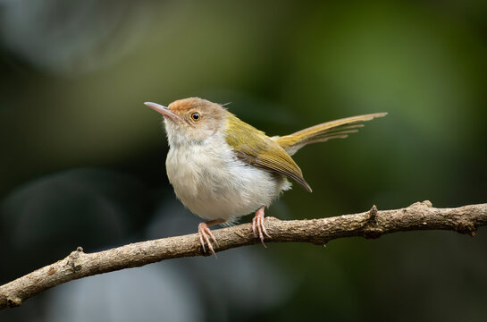 Common Tailorbird (Orthotomus sutorius) perched on a slender branch.