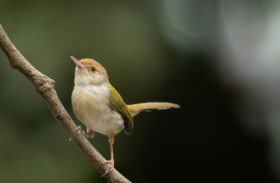 Common Tailorbird (Orthotomus sutorius) perched on a slender branch.