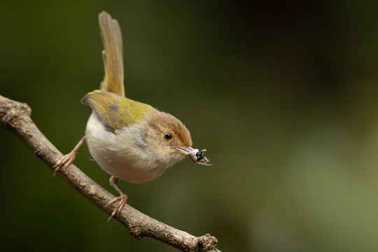 Common Tailorbird (Orthotomus sutorius) perched on a slender branch.