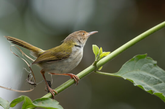 Common Tailorbird (Orthotomus sutorius) perched in a leafy tree.