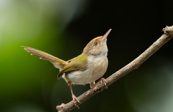 Common Tailorbird (Orthotomus sutorius) perched on a slender branch.